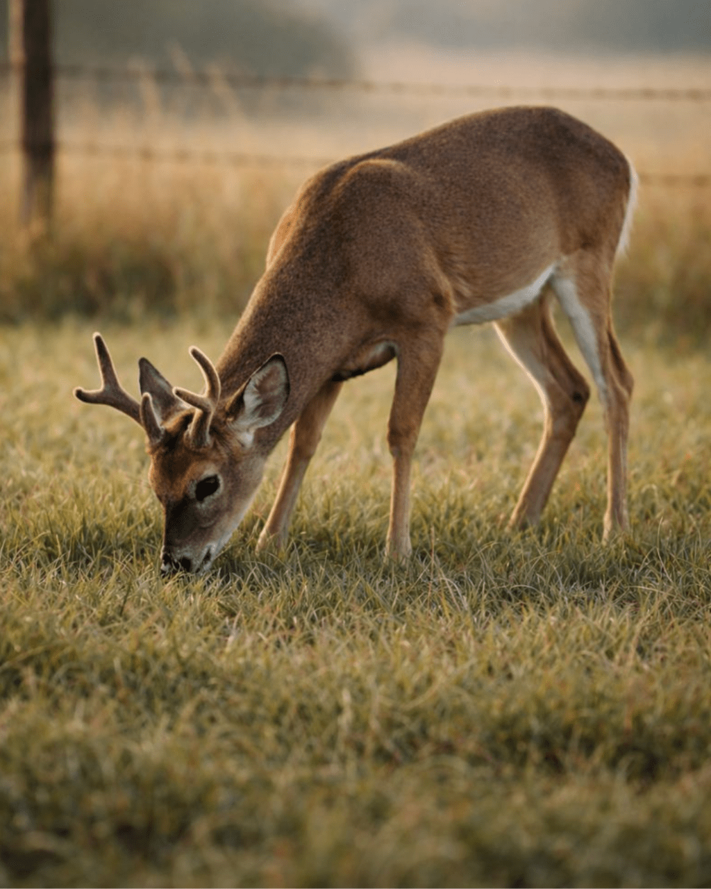 young whitetail buck grazing on land clearing oklahoma pasture in Northeast Oklahoma